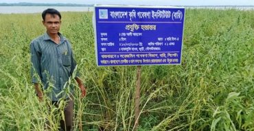 জুড়ীতে বারি তিল এর বাম্পার ফলন