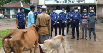 ঝিনাইদহে চুরি হওয়া গরু কুষ্টিয়ার ভেড়ামারা এলাকা থেকে উদ্ধার