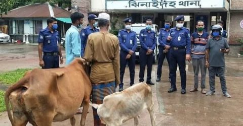 ঝিনাইদহে চুরি হওয়া গরু কুষ্টিয়ার ভেড়ামারা এলাকা থেকে উদ্ধার