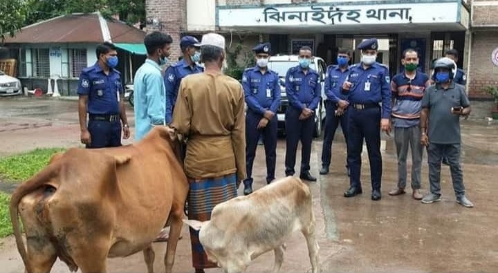ঝিনাইদহে চুরি হওয়া গরু কুষ্টিয়ার ভেড়ামারা এলাকা থেকে উদ্ধার