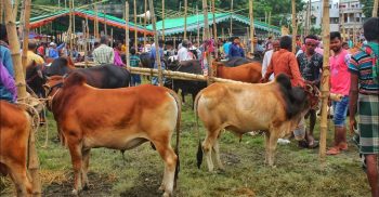 রাজধানীর কোরবানির পশুর হাটগুলোতে ক্রেতা আছে গরু নেই
