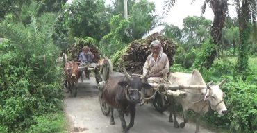 ঝিনাইদহে পাট চাষে আবাদ লক্ষ্যমাত্রা অর্জিত হলেও পুরণ হচ্ছে না উৎপাদন লক্ষ্যমাত্রা, লোকসানে চাষী
