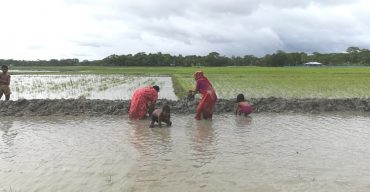 গলাচিপায় অবৈধভাবে চাষের জমিতে রাস্তা নির্মান