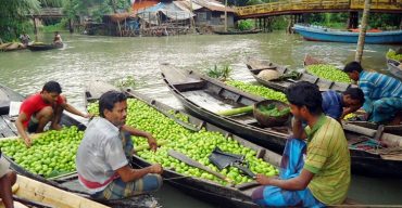ঝালকাঠিতে ভাসমান পেয়ারার হাটে ক্রেতা-পাইকার কম আসায় বিপাকে চাষী ও ব্যবসায়ীরা