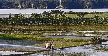 হবিগঞ্জে বন্যার পানি কমতেই বীজতলা তৈরীতে ব্যস্ত কৃষক