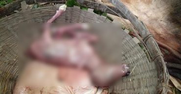 ঠাকুরগাঁওয়ে কোরবানির ‘ষাঁড়ের পেটে’ বাছুর!