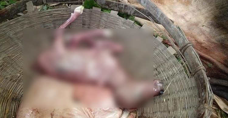 ঠাকুরগাঁওয়ে কোরবানির ‘ষাঁড়ের পেটে’ বাছুর!