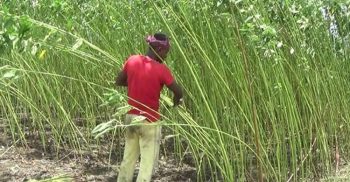 ঝিনাইদহে পাট চাষে লোকসানে চাষী