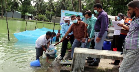 কলাপাড়ায় ৩০ হাজার পোনা মাছ অবমুক্ত