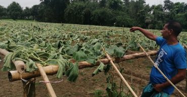 কালীগঞ্জে কৃষকের ৫০শতক জমির লাউ গাছ কেটে দিয়েছে দুবৃত্তরা