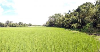 কুয়াকাটায় ৭০বছর বাগান সৃজণ করার পরও বনপ্রজাদের বৈধতা দেয়া হয়নি