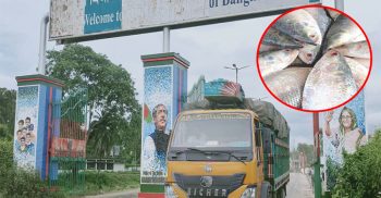 বেনাপোল সীমান্ত দিয়ে তিন দিনে ভারতে গেল ১৯৭ মেট্রিক টন পদ্মার ইলিশ