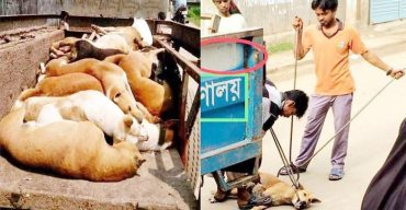 বেওয়ারিশ কুকুর অপসারণের ছবিগুলো বানোয়াট: ডিএসসিসি