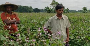 কালীগঞ্জে আগাম জাতের শীতকালীন সবজি রূপবান শিম চাষে খুশি কৃষক