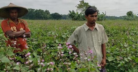 কালীগঞ্জে আগাম জাতের শীতকালীন সবজি রূপবান শিম চাষে খুশি কৃষক