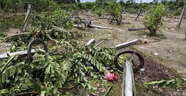 মহেশপুরে কৃষকের ১০ লাখ টাকার ড্রাগন ও পেয়ারা গাছ কেটে দিয়েছে দুবৃত্তরা