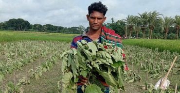 কালীগঞ্জে অসহায় কৃষকের ধরন্ত বেগুন ক্ষেতের সাথে শত্রুতা