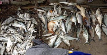 গলাচিপায় মাছের সাথে শত্রুতা!