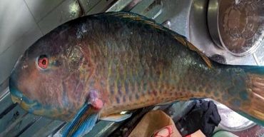 জেলেদের জালে ধরা পড়েছে বিরল প্রজাতির মাছ