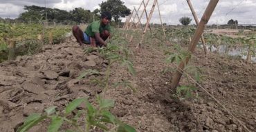 করোনার মধ্যেও এবার আগাম টমেটো চাষে ঘুরে দাঁড়ানোর স্বপ্ন