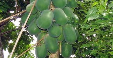 মোরেলগঞ্জে পেঁপে চাষ করে স্বপ্ন পূরন চাষি মফিজুল ইসলাম