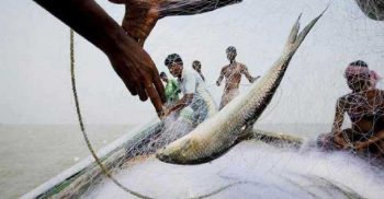 আগামী ১৪ অক্টোবর থেকে ২২ দিন ইলিশ ধরা নিষিদ্ধ