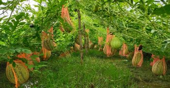গলাচিপায় বর্ষা মৌসুমে তরমুজের বাম্পার ফলন কৃষকের মুখে হাসি