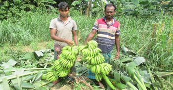 ঝিনাইদহে অসহায় কৃষকের শতাধিক ধরন্ত কলাগাছ কেটে দিয়েছে দুবৃর্ত্তরা