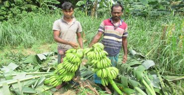 ঝিনাইদহে অসহায় কৃষকের শতাধিক ধরন্ত কলাগাছ কেটে দিয়েছে দুবৃর্ত্তরা