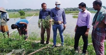 টমেটো ক্ষেত পরিদর্শনে বৈজ্ঞানিক কর্মকর্তারা