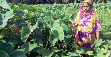 কলাপাড়ায় কচু চাষে সফলতা