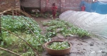 সবজির চারার এ কেমন শত্রুতা