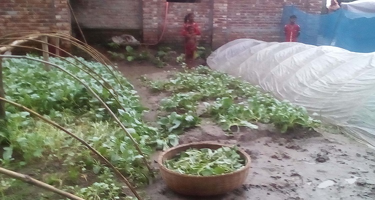 সবজির চারার এ কেমন শত্রুতা
