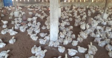 কুলাউড়ায় অপরিকল্পিত পোল্ট্রি ফার্মে পরিবেশ দূষণ