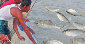 আজ থেকে ৪ নভেম্বর পর্যন্ত ইলিশ ধরা নিষেধ