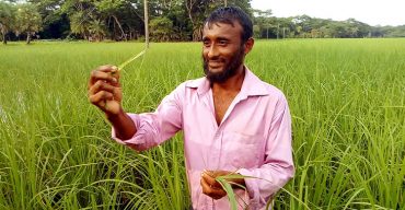 ঝালকাঠিতে আমন ধানে পোকার আক্রমণ: কীটনাশকেও কাজ হচ্ছে না!