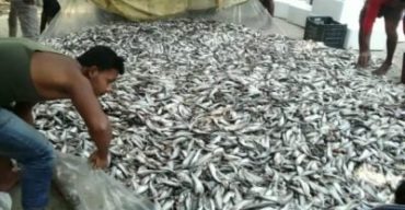 ইলিশ মাছের পরে এবার ঝিনাইদহের মহেশপুরে জনপ্রিয় হয়ে উঠেছে পাবদা মাছের চাষ