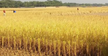 লাঠিয়াল বাহিনী আতঙ্কে দশমিনায় ধান পাহারা