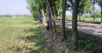 সামাজিক বনায়নে দশমিনায় ক্ষতিগ্রস্থ কৃষকরা