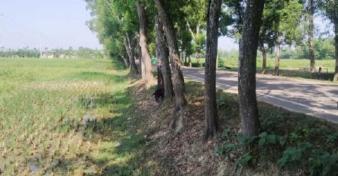 সামাজিক বনায়নে দশমিনায় ক্ষতিগ্রস্থ কৃষকরা