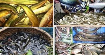 দক্ষিণ-পশ্চিমাঞ্চলে দেশীয় অর্ধশত প্রজাতির মাছের অস্তিত্ব বিলীন