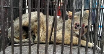 গলাচিপায় আটকে পরা মেছোবাঘ চরবাগানে অবমুক্ত