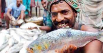 সুন্দরবন উপকূলে ঝাঁকে ঝাঁকে ইলিশ ধরা পড়ছে. দামও বেশ সস্তা