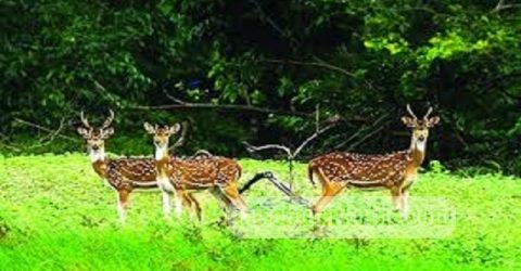 প্রাকৃতিক সৌর্ন্দযের লীলাভূমি সুন্দরবনের বুকে বঙ্গবন্ধু’র চর আরেক হাতছানি!