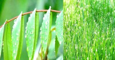 আগৈলঝাড়ায় শীতের আগমণী বার্তা বয়ে আনলো শিশির