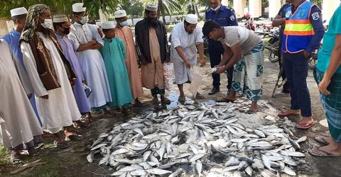 পটুয়াখালীর কলাপাড়ায় পাঁচ মণ জাটকা ইলিশ জব্দ