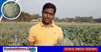 যশোরের শার্শায় বাণিজ্যিক ভাবে শুরু হয়েছে ব্রোকলি চাষ