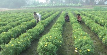 ক্ষতি পোষাতে নতুন করে স্বপ্ন দেখছেন ফুলচাষি, কালীগঞ্জে চলছে নতুন উদ্যমে ফুলচাষ