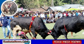 যশোরে ঐতিহ্যবাহী ষাঁড়ের লড়াই প্রতিযোগীতা অনুষ্ঠিত