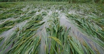 কলাপাড়ায় বিরামহীন বৃষ্টিতে আমন ফসলের ব্যাপক ক্ষতি, কৃষকের মাথায় হাত
